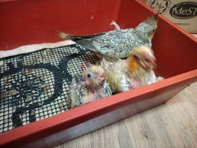 Anak suap cockatiel jinak