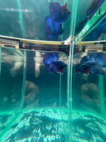 betta fish