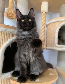 Black Smoke Maine Coon