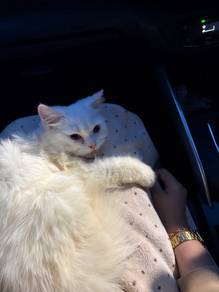 Kucing cat putih