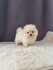 TPP5566 Tiny Pomeranian little fluffy haired puppy