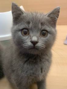 Bsh Blue