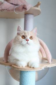 British longhair cream bicolour male