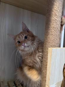 Maine coon Male