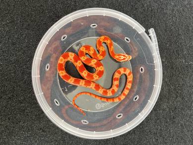 masque hypo amel corn snake ular