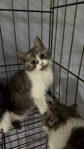 kitten for rehome