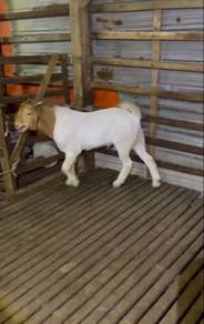 Kambing