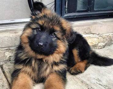 German Shepherd