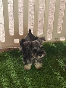 Schnauzer Dog