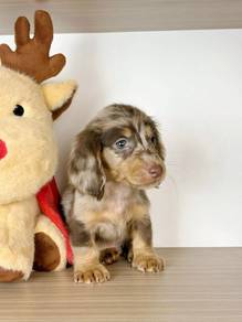 Dachshund Puppy Merle 011