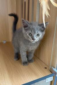 British ShortHair Male Kitten PROMO