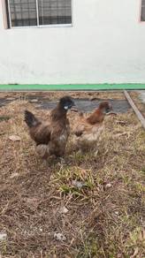 American silkie 