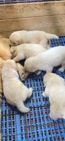 Golden retriever female mka