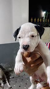 Dogo Argentino Puppy for sale| Male X1 Female X1