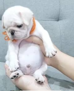 PUG PUPPIES 672 🌻 New Born Male White