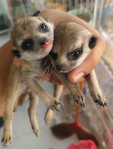 baby Meerkat 