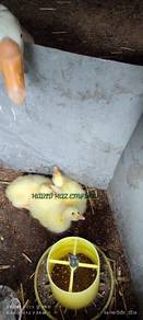 anak angsa putih