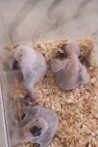 Burung African grey parrot Hand feed Siap lesen