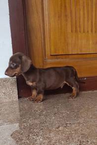 U3424 Adored Dachshund cuddles,playful puppy Puppy