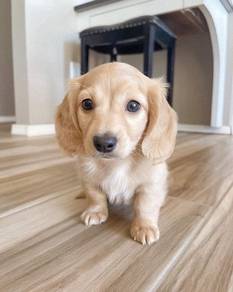 QWW1299 #mka Dachshund cream haired puppy dog