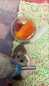 doormouse