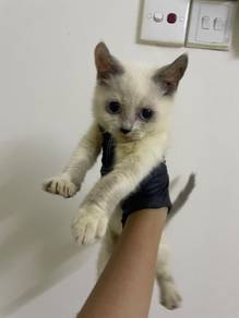 Ragdoll kitten mix bsh