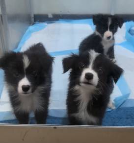 Purebred Border Collie Pups 2mths old, KL/SELANGOR