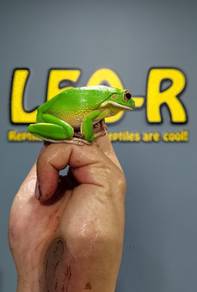 White-Lipped Tree Frog / Katak