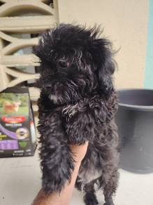 poodle mix shizu 