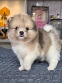 Pomeranian