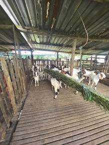 kambing murah 