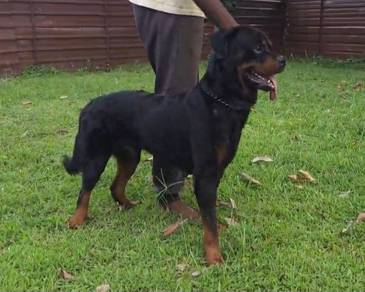Rottweiler