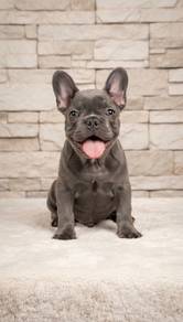 French Bulldog Blue color male pup