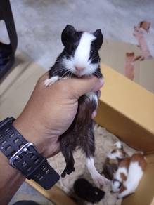 Guinea Pig @ Arbok