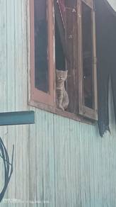 bsh