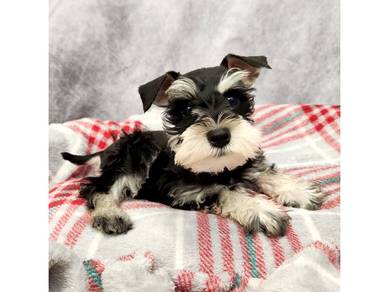 qw1026 Mini Schnauzer cute puppies