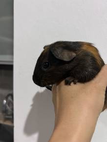 Guinea pig