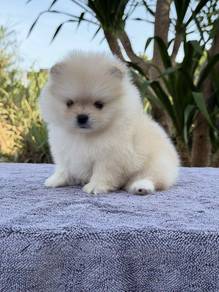 Pomeranian puppy for rehome