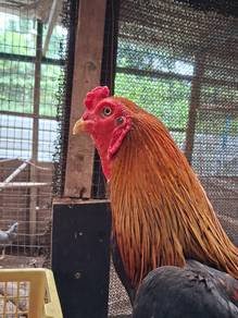 Ayam Sabung Pembaka