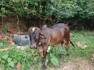 Lembu Baka Brahman