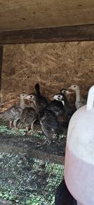 Anak Ayam Belanda