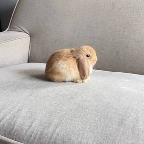 Holland lop bunny rabbit arnab ear lop
