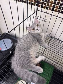 BSH munchkin