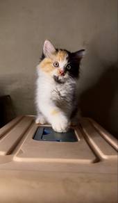 Mainecoon mix Turkish anggora