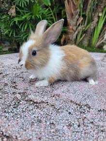 Arnab Lionhead comelll❤️❤️❤️