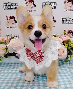Corgi