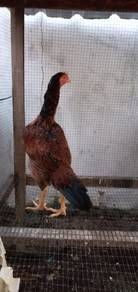 ayam 