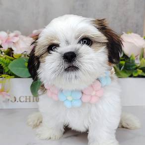 Shih Tzu