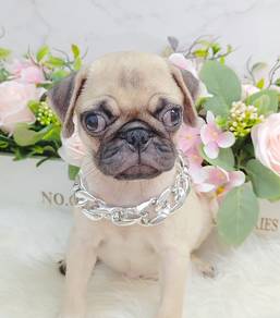 Pug