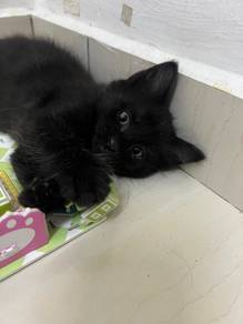 kucing 2 bulan lebih